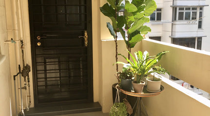Happy plants, happy customer!