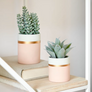 Agave Attenuata Artificial Plant