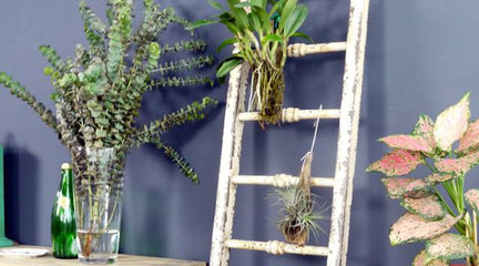 Get creative with your plants!