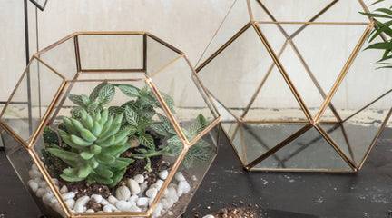 Gold Terrarium