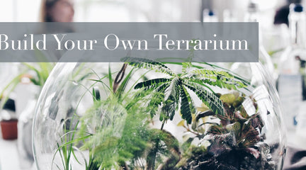 Build your own terrarium
