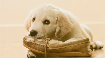 How to protect your wooden furniture from your pets?