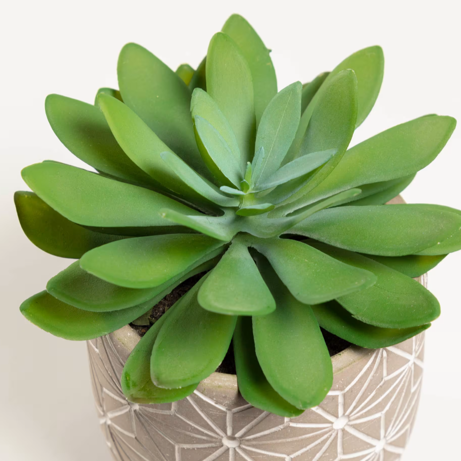 Home Decor Singapore Artificial Cactus Nook And Cranny home-decor-singapore-artificial-cactus-nook-and-cranny