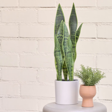 Artificial Sansevieria with White Pot