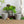 Herb Pot Vintage